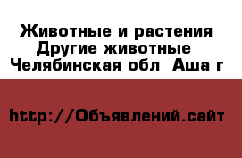 Животные и растения Другие животные. Челябинская обл.,Аша г.